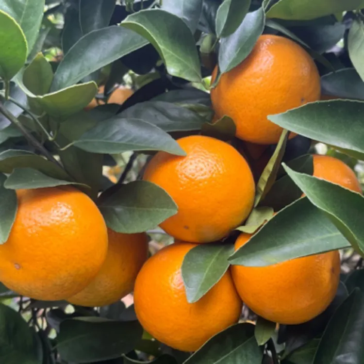 【自家果园】广东正宗德庆皇帝柑贡柑新鲜应季10斤礼盒装箱现摘现发