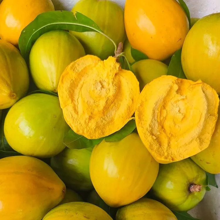 正宗云南蛋黄果鸡蛋果头茬上市新鲜采摘当季软糯水果孕妇幼儿辅食