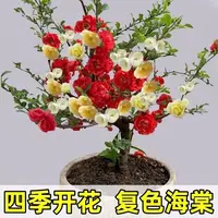 30天开花【带芽孢】四季开花海棠老桩树苗重瓣浓香型室内外耐寒花卉