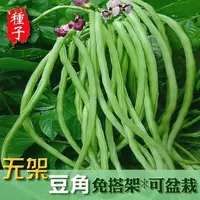 【五袋包邮】力丰无架长豆角种子早豇豆四季豆蔬菜种籽不搭架种子·
