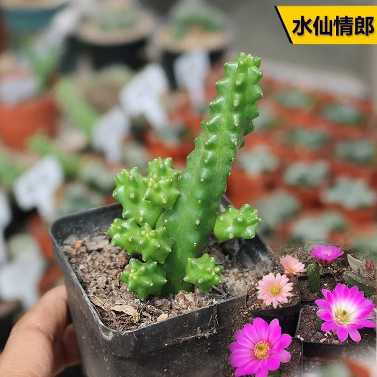 水仙情郎 鹿角柱属仙人球稀有开花无刺不扎手花色多样仙人掌多肉