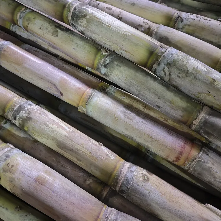 （黑锅涛锅专属链接）湖北甘蔗精选中段品质佳现砍现发新鲜直达