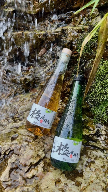 广西大明山青梅8➕1