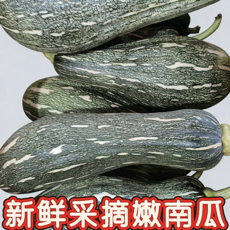 当季新鲜蔬菜嫩南瓜嫩瓜长南瓜扭新鲜花皮南瓜倭瓜嫩窝瓜