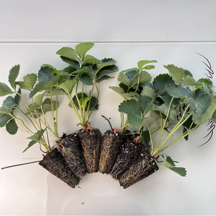 盆栽草莓苗【刘百万自种】5种好吃且高颜值的草莓—根系相当好