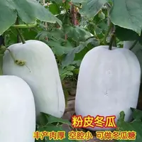 【满5包/包邮】粉皮大冬瓜种白皮冬瓜早熟高产冬瓜种子四季蔬菜种子