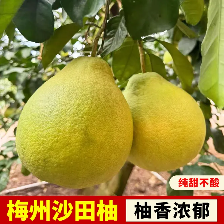 【礼袋装】正宗广东梅州沙田柚纯甜不酸新鲜采摘精选当季水果