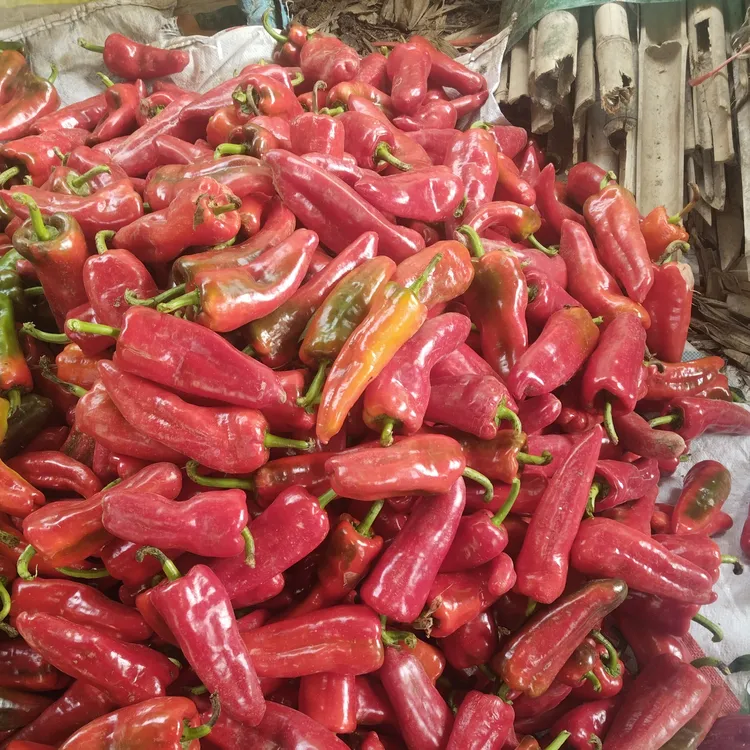 新鲜农家自种微辣红辣椒可做辣椒酱火锅食材