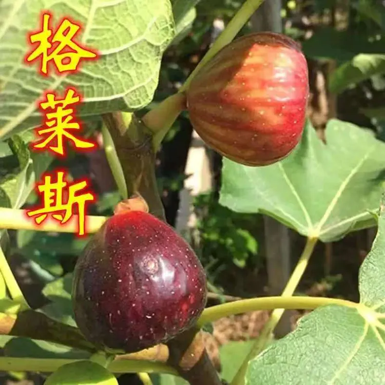 正宗精品格莱斯无花果彩虹无花果抗旱盆栽地栽庭院带盆