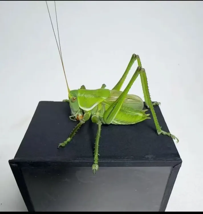 翡翠绿蝈蝈 新脱蝈蝈（顺丰包邮 偏远地区不包邮）