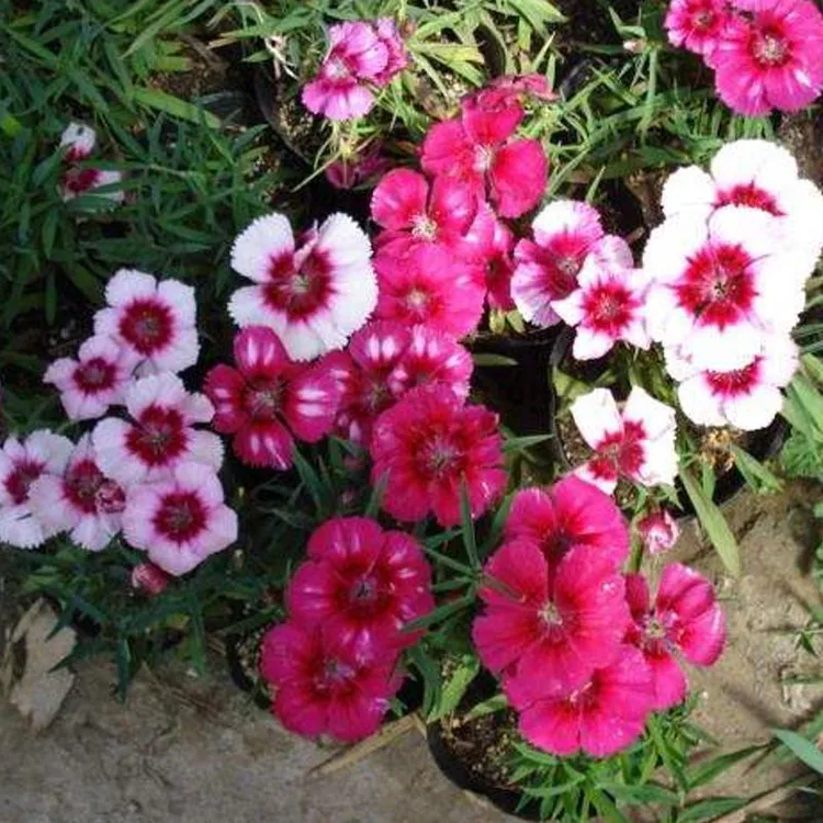 （装）五彩石竹花种子常夏欧石竹四季庭院阳台盆栽须苞石竹花种