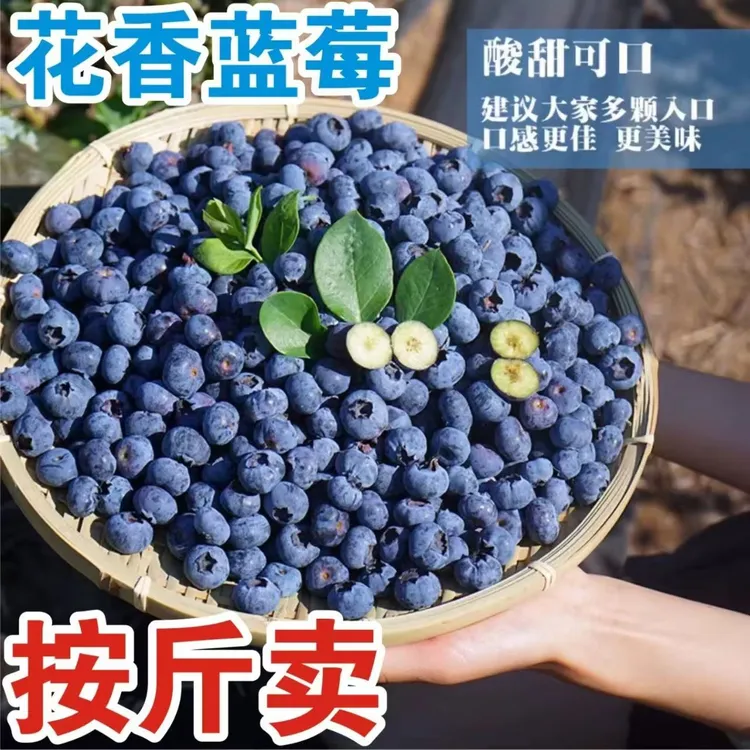 【现摘空运】云南花香蓝莓鲜果500g/盒云南新鲜孕妇蓝莓