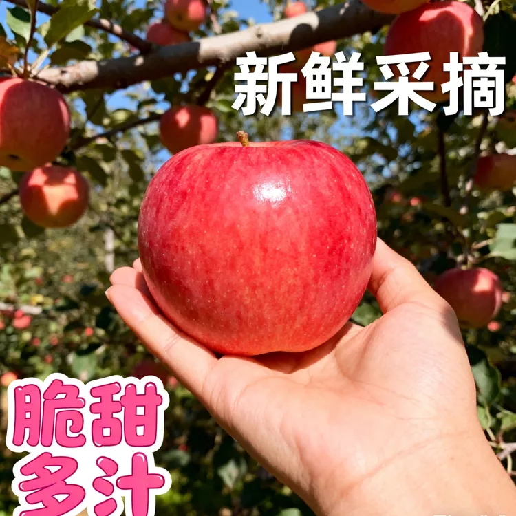 【爆甜】正宗红富士苹果现摘现发新鲜水果冰糖心红富士脆甜多汁