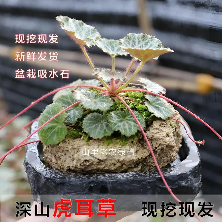 虎耳草金丝荷叶金线吊芙蓉假山附石鱼缸花园绿植盆栽现摘容易