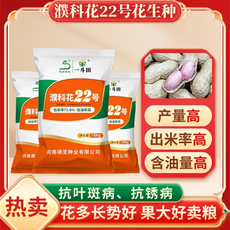 【濮科花22号】高产花生种 粒粒罗汉果 含油量高出米率高籽大抗叶斑
