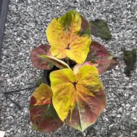 14-0924泰国发货彩叶芋