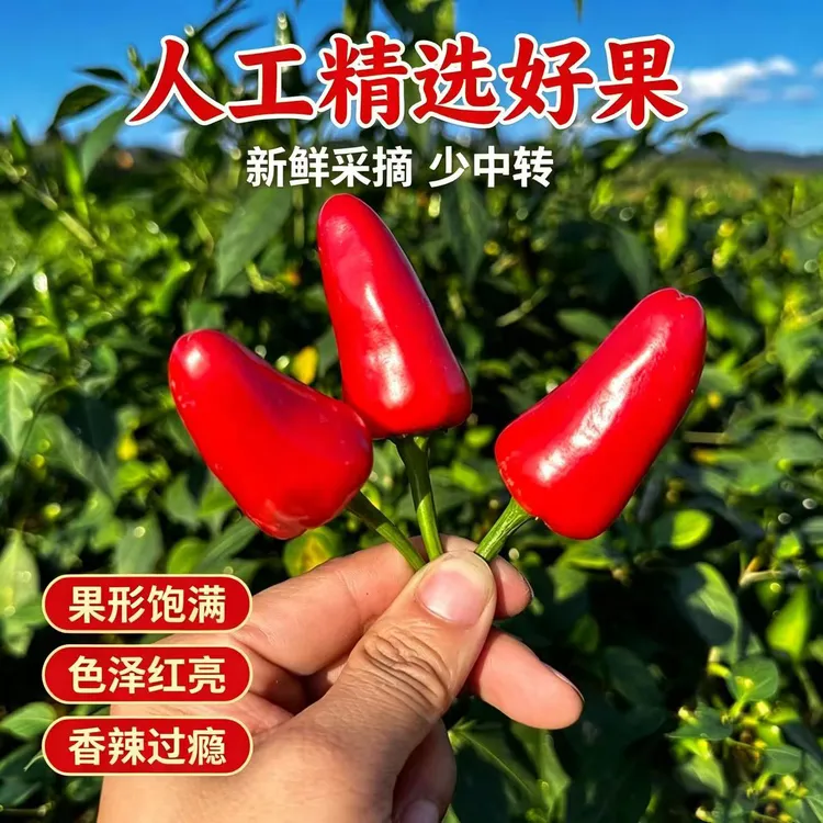 贵州遵义子弹头红辣椒 中辣 香辣 农家新鲜现摘 调味鲜椒家常必备