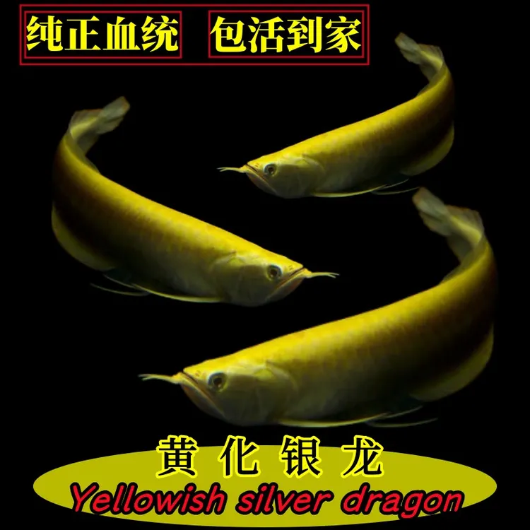 黄化白子银龙鱼中大型热带淡水观赏鱼活体金龙红龙银龙鱼苗风水鱼