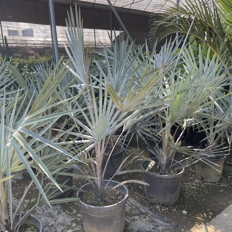 霸王棕树盆栽地栽庭院别墅绿化工程苗木四季常青耐寒耐旱植物基地