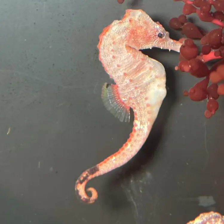 海缸宠物观赏鱼珊瑚异宠变色海马龙海水鱼包损顺丰空运