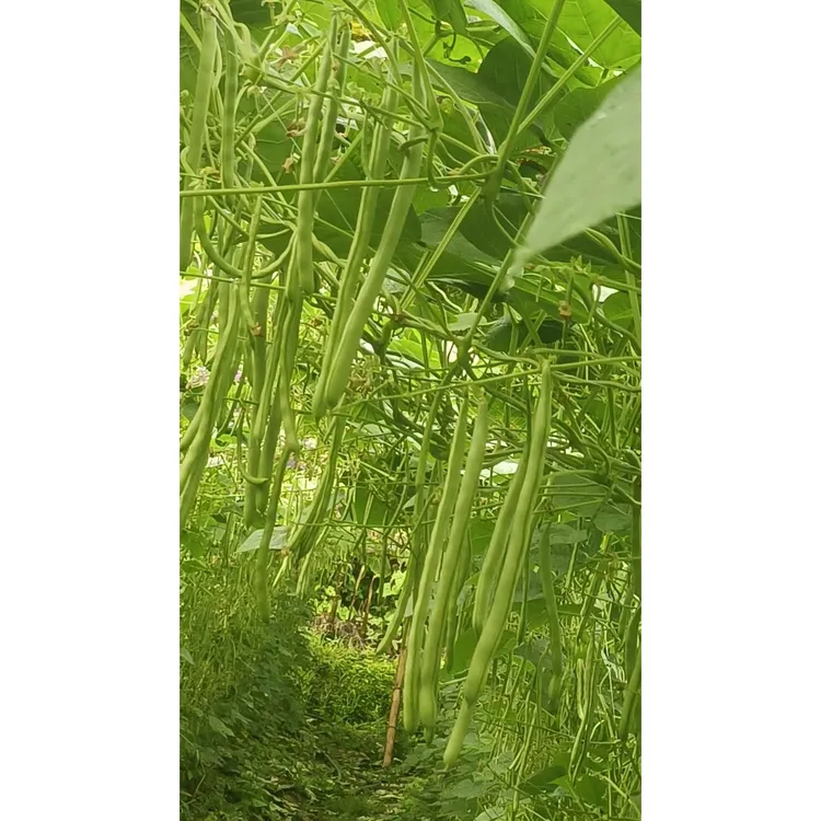 云南露天自种四季豆新鲜脆嫩多汁无农药残留现摘现发