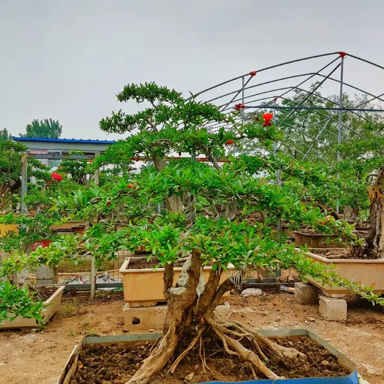 石榴老桩盆景适合庭院室内外阳台栽种观赏的绿植景观树