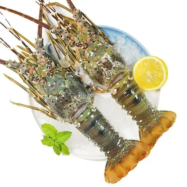 生冻小青龙速冻锁鲜冰鲜大龙虾越南龙虾批发进口龙虾餐饮酒店海鲜