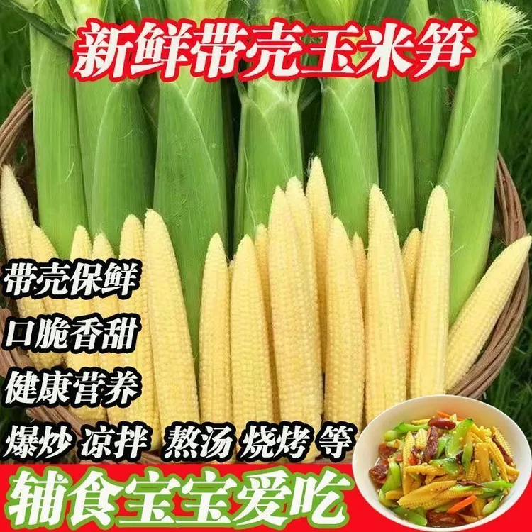 新鲜现摘玉米笋产地直销新鲜水果玉米笋带箱即食小玉米笋好吃不够
