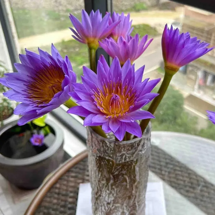 紫色睡莲客厅鲜花广州基地直发家用鲜花花束室内插花水养花卉花束