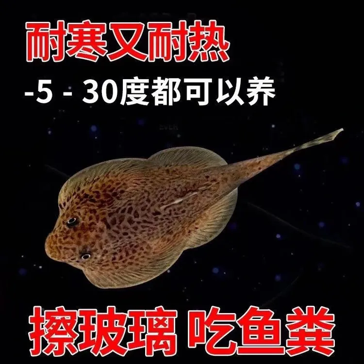 琵琶鱼贵爬吸鳅除藻工具鱼清洁鱼清道鱼鱼道夫贵州爬岩鳅冷水鱼