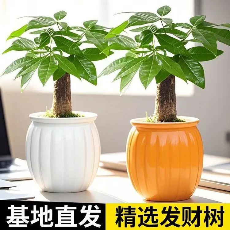 发财树盆栽花卉植物办公室内客厅光照小盆景四季常青易活水培好养