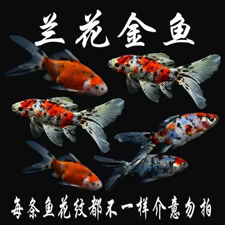 2观赏鱼黄金冷水鱼草金鱼五花活三色锦鲤冷水鱼锦鲤黑锦鲤活体鱼