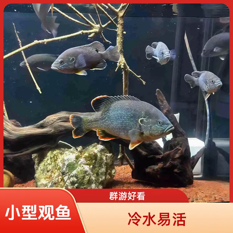 新品网红原生太阳鱼小型观赏养冷水淡水群游易活无需打氧过滤招财