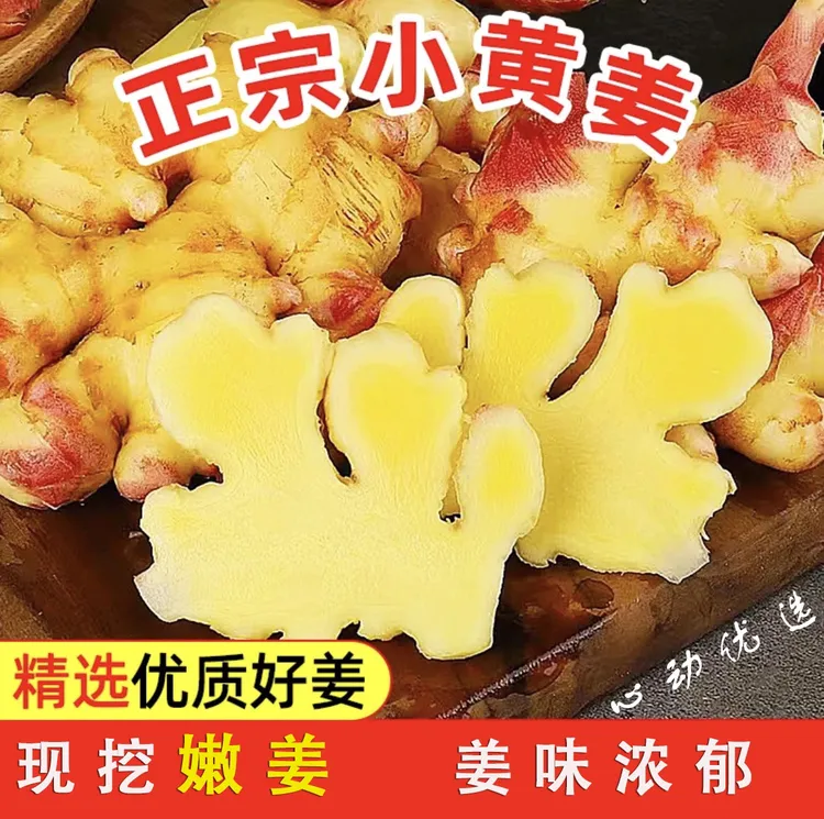 云南小黄姜现挖嫩姜新姜3斤/5斤/9斤新鲜净重生姜鲜姜调味泡姜