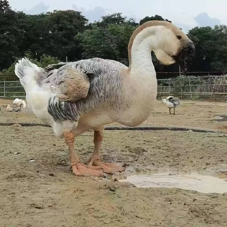 （三两）左右狮头。俄 （顺丰包邮）