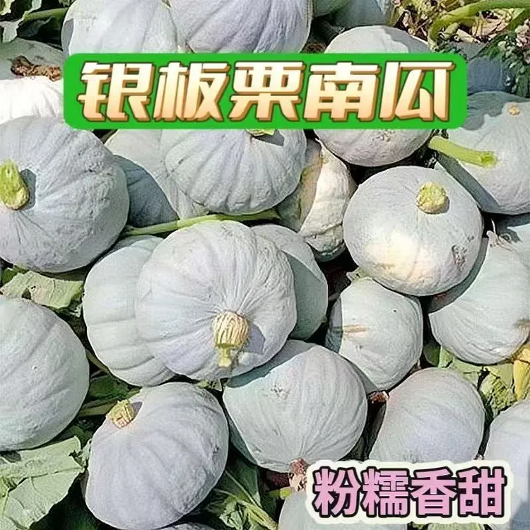 银板栗南瓜当季新鲜蔬菜粉糯辅食代餐