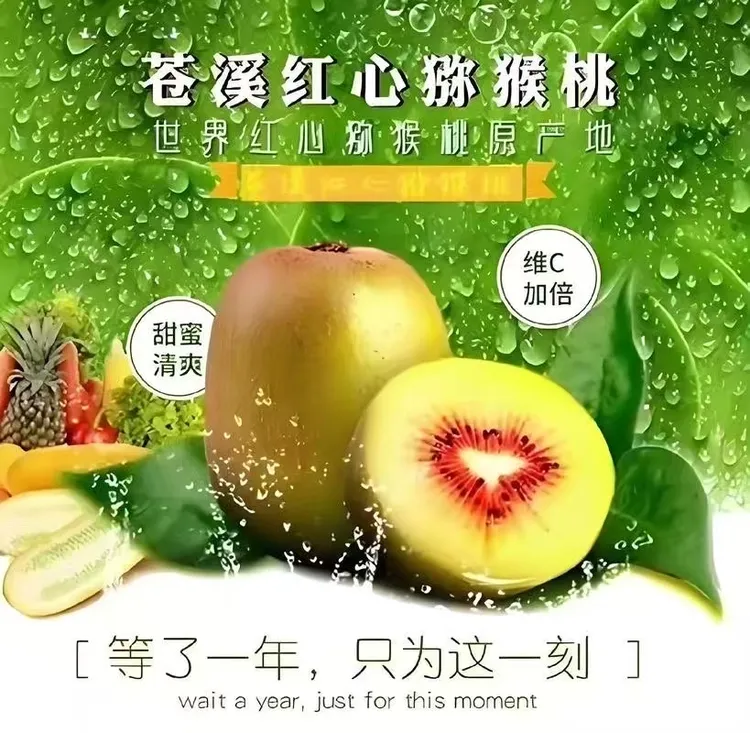 【坏果包赔】四川苍溪特大果红心猕猴桃香甜原产地