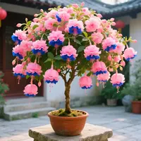 风铃花苗灯笼花盆栽四季开花爬藤植物蔓性室内外庭院攀援花卉绿植