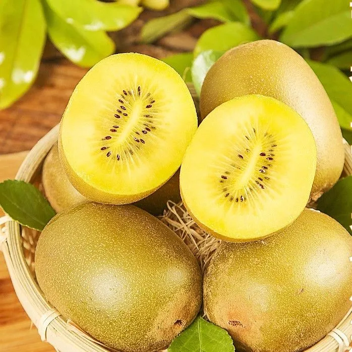【到手30枚黄心猕猴桃】新鲜黄心猕猴桃现摘当季奇异果南阳发货
