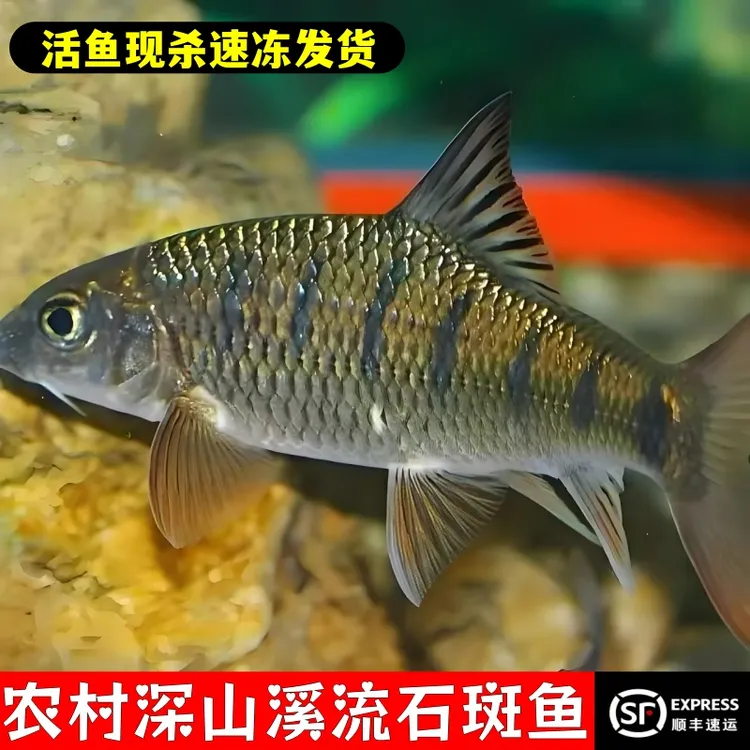 江西深山溪流石斑鱼光唇鱼非人养殖活鱼现杀冰鲜顺丰包邮溪石斑鱼