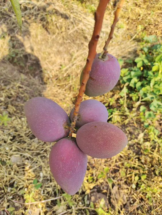 四川攀枝花小贵妃芒果，当季新鲜采摘发货