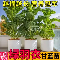 高产绿羽衣甘蓝苗秧紫绿粉羽衣甘蓝种子四季盆栽观赏食用大田小院