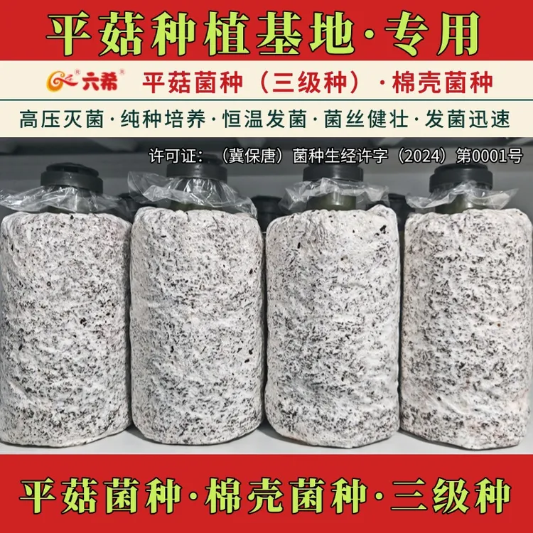 六希平菇菌种三级种栽培种平菇基地养殖棉壳菌种黑色品种秋冬季