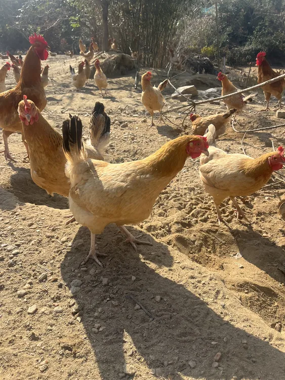 湖北红安高山散养正宗新鲜现杀农家散养土鸡 包冰率不含冰