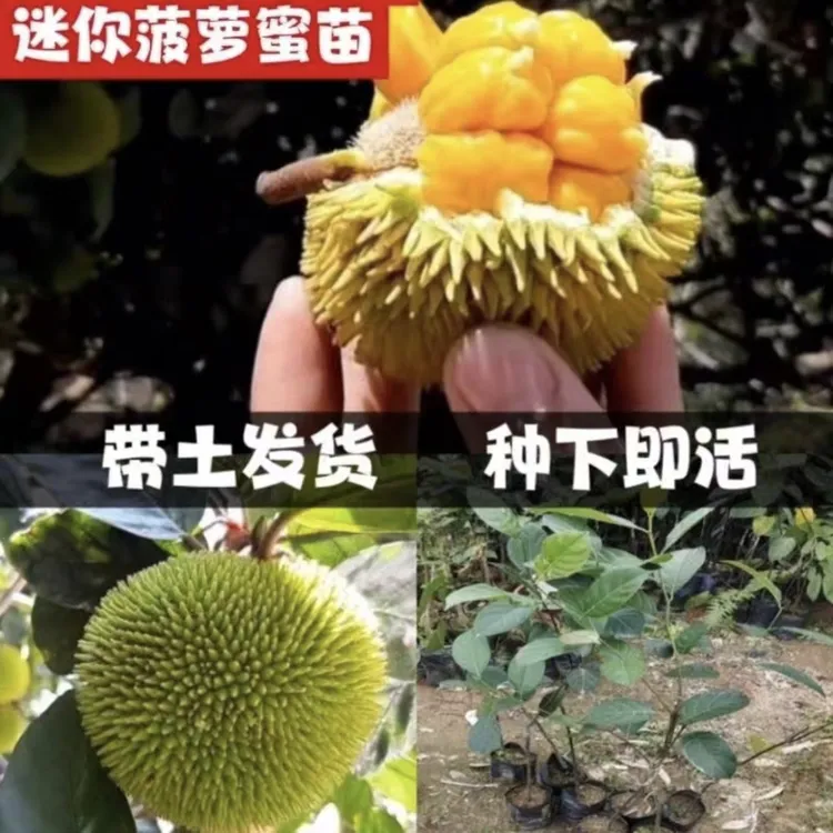 新品种迷你榴莲蜜树苗可盆栽地栽