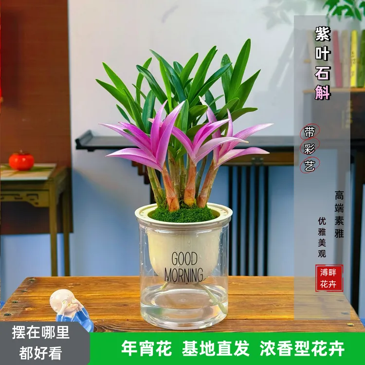 七彩香水石斛兰花四季开好养绿植浓香型石斛懒人好养花卉净化商品图