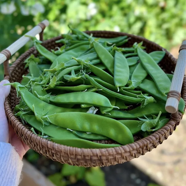 云南新鲜现摘甜脆荷兰豆荚豆嫩荚软荚豌豆带壳嫩豆角当季时令蔬菜