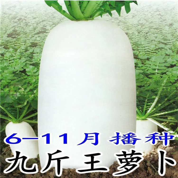 四季脆甜九斤王萝卜种子白萝卜种夏季耐高温萝卜春季蔬菜种子大全