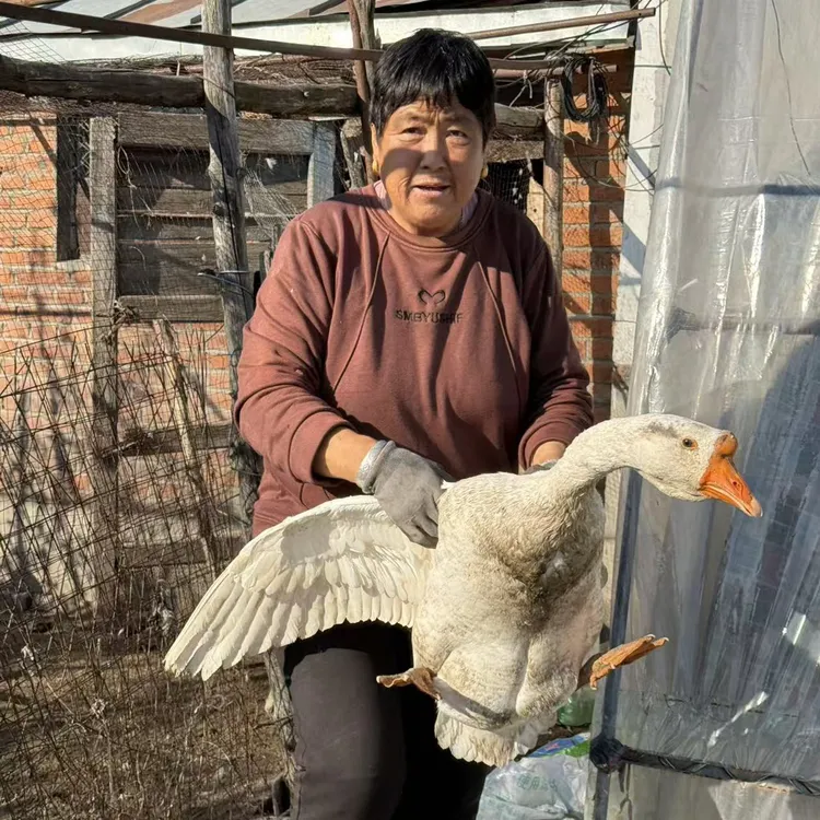东北散养大鹅  顺丰冷链运输 生鲜食品不做拦截