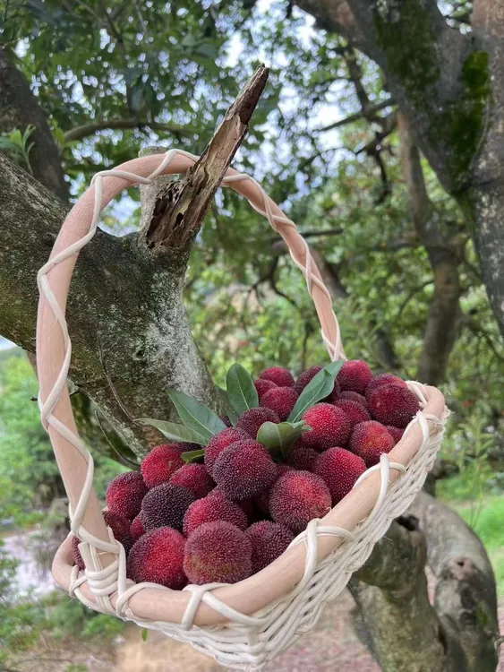 仙居杨梅东魁篮装现摘现发顺丰包邮